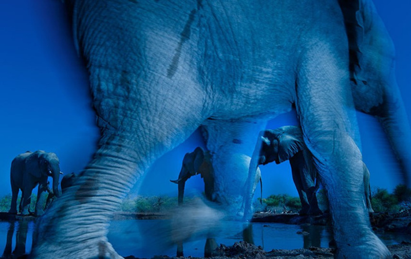 Illustration for article titled The year's best wildlife photography will make you roar